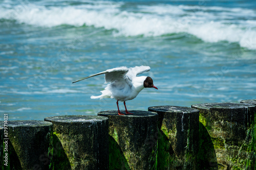 Adult black-headed gull (Chroicocephalus ridibundus) standing on a wooden breakwater in the summer