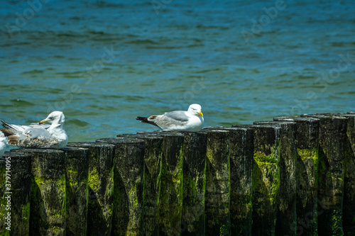 The European herring gulls (Larus argentatus) sitting on a wooden breakwater on the sea