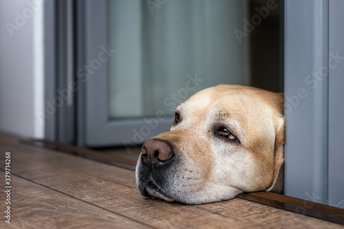 a sad white labrador lies on the doorstep