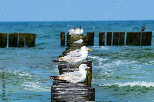 The European herring gulls (Larus argentatus) sitting on a wooden breakwater on the sea