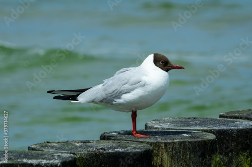 Adult black-headed gull (Chroicocephalus ridibundus) standing on a wooden breakwater in the summer