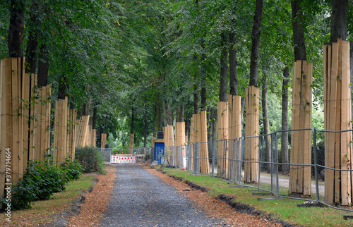 geschützte bäume im schlossgarten in münster, westfalen