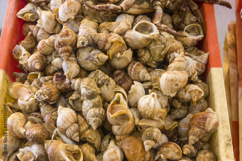 fresh whelk at the fish market in the harbor of Ostend, Belgium fresh whelk at the fish market in the harbor of Ostend, Belgium