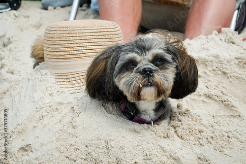 Shih Tzu sunbathing on a beach with a straw hat on the back, buried in sand