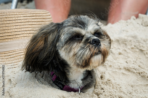Shih Tzu sunbathing on a beach with a straw hat on the back, buried in sand