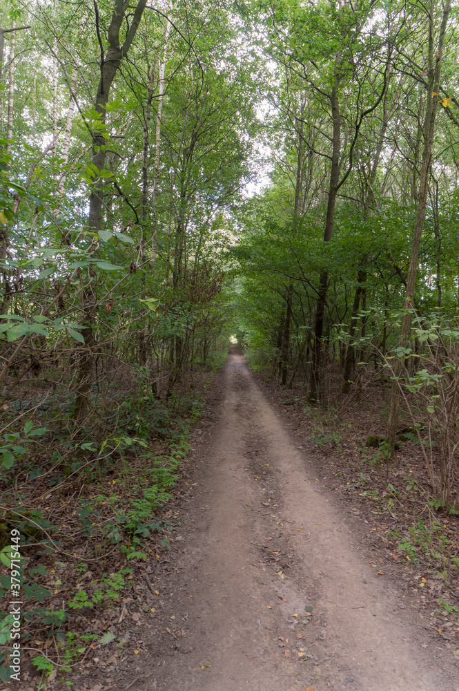 Fototapeta premium A forrest near Groesbeek, the Netherlands