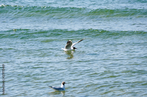 Seagull (the black-headed gull) landing on the sea