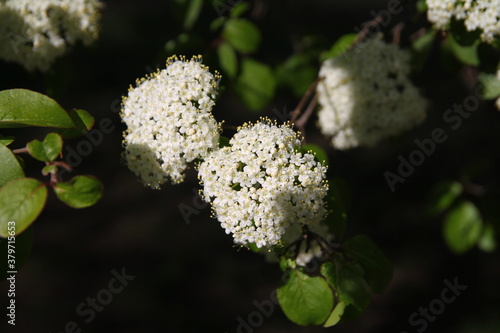 Picture of white blooming flowers in spring
