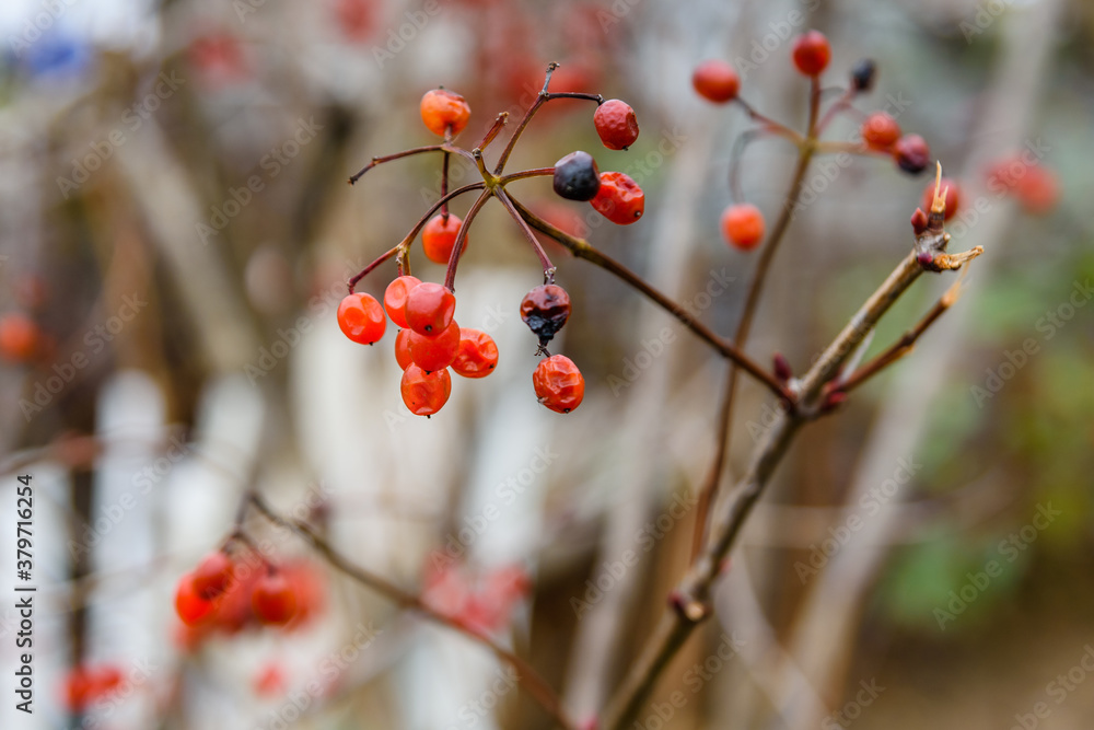 Berries on a bush of the viburnum plant Berries on a bush of the viburnum plant