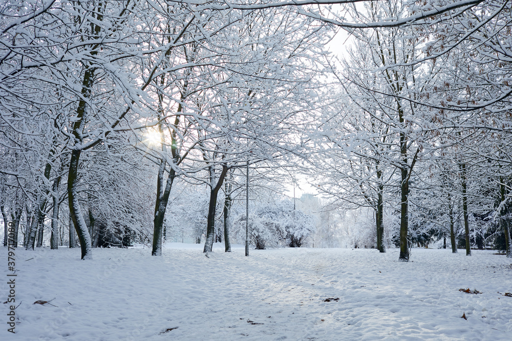 beautiful winter park with snow beautiful winter park with snow
