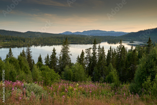 Evening landscape with wild flowers, pine forest, lake and high mountains in the background in Telemark, Norway