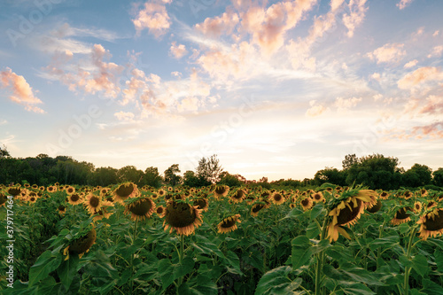 Wide shot of sunflower field with pink sky