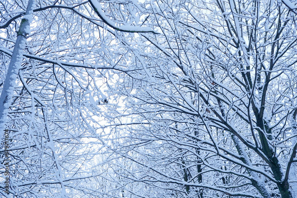 beautiful winter park with snow beautiful winter park with snow