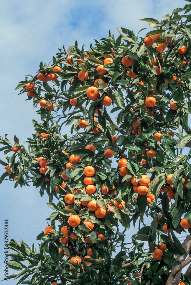 Mandarin (Citrus reticulata) in orchard, Abkhazia