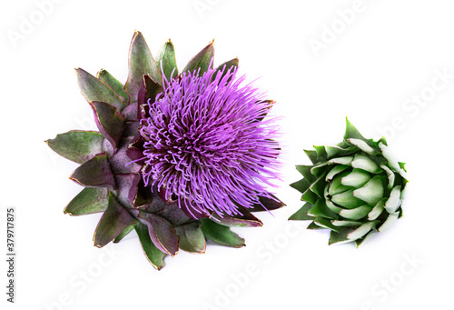 Blooming artichoke isolated on white background. Artichoke