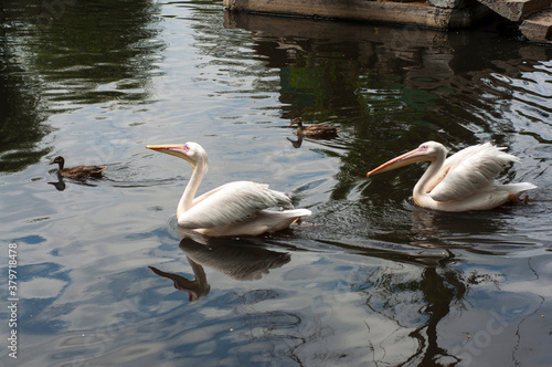 Two large pelicans swim on the lake with ducks