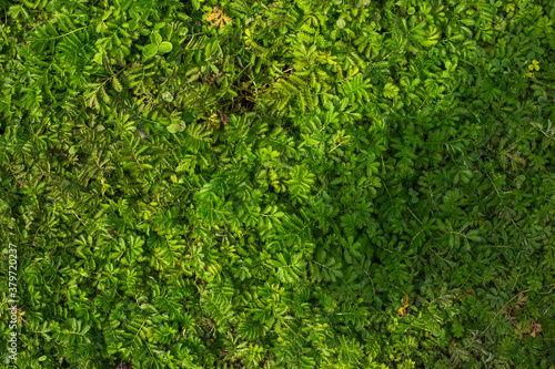 nature green leaves wall texture