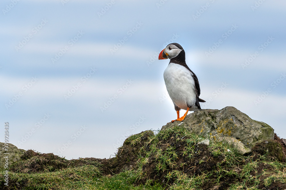 Puffin at the Mykines island at Faroe Islands Puffin at the Mykines island at Faroe Islands