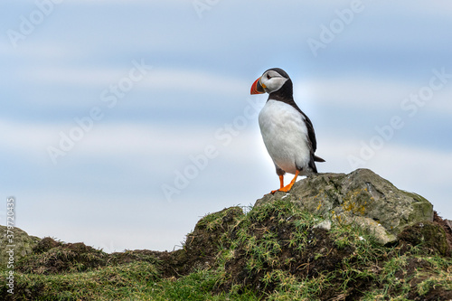Puffin at the Mykines island at Faroe Islands © Cinematographer