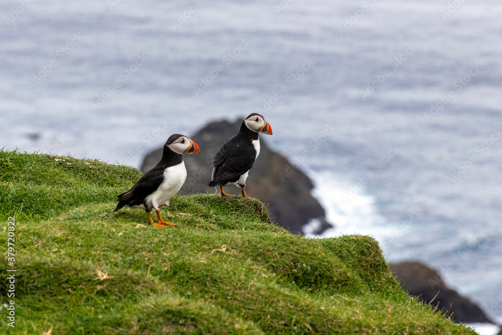 Fototapeta premium Puffins at the Mykines island at Faroe Islands