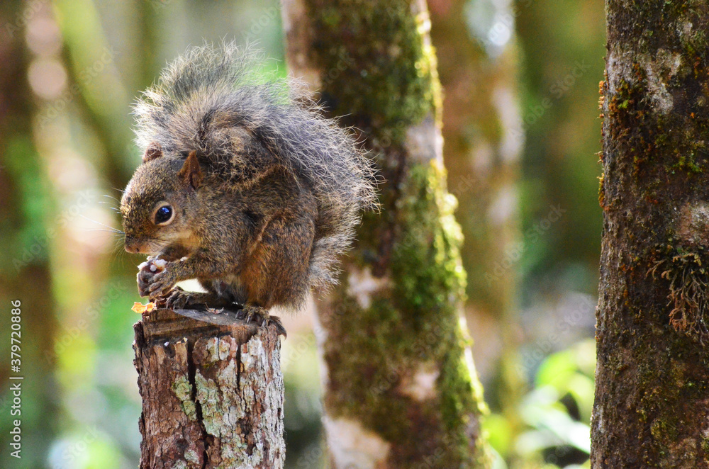 Obraz premium squirrel