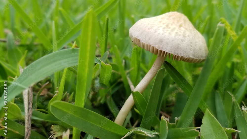 Mushroom in the grass. Mushroom in the grass.