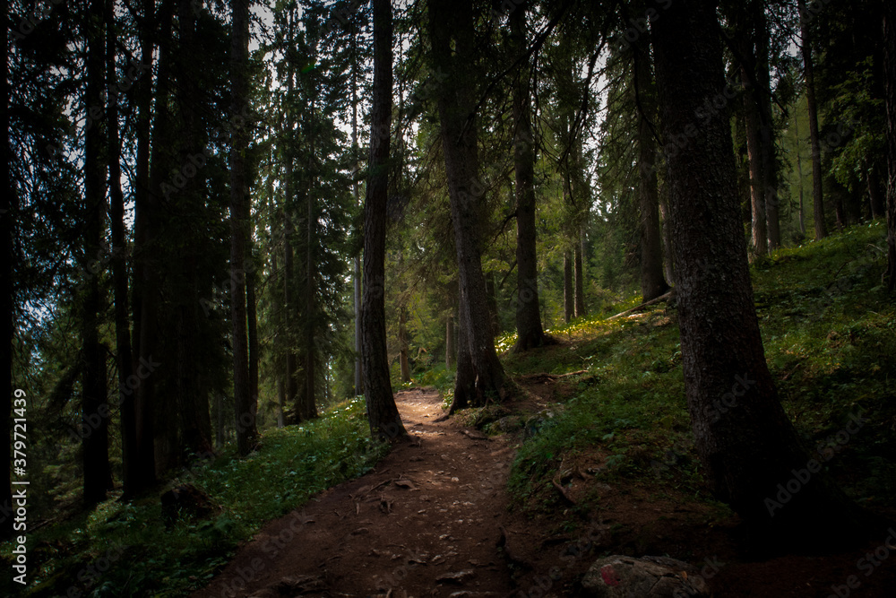 Fototapeta premium Sentiero di bosco nelle dolomiti venete