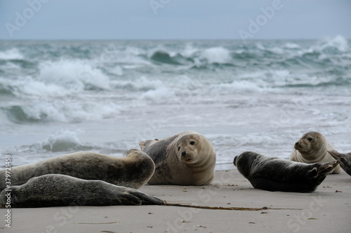 Fototapeta Naklejka Na Ścianę i Meble -  Resting seals in Grenen were the north sea meets the baltic sea, Skagen, Denmark, Europe