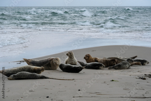 Resting seals in Grenen were the north sea meets the baltic sea, Skagen, Denmark, Europe