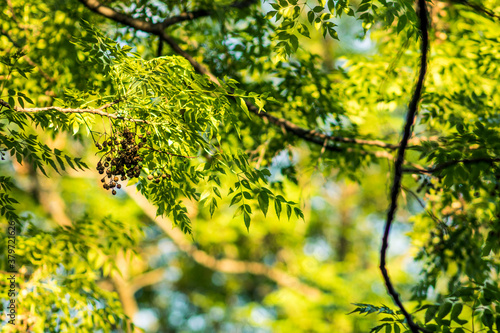 Hojas de árbol