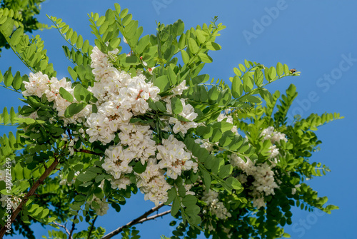 New Mexico Locust (Robinia luxurians) in park photo