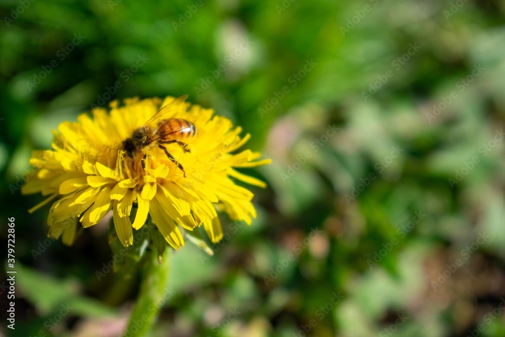 A Bee on a Small Yellow Flower A Bee on a Small Yellow Flower