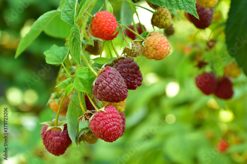 Many ripe res raspberries on the bush