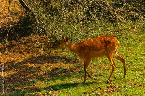 Fototapeta Naklejka Na Ścianę i Meble -  Sarna