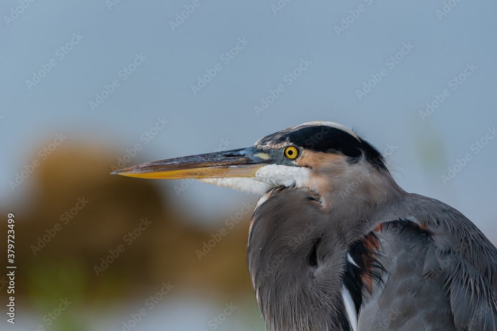 Closeup profile of Great Blue Heron relaxing by a lake Closeup profile of Great Blue Heron relaxing by a lake