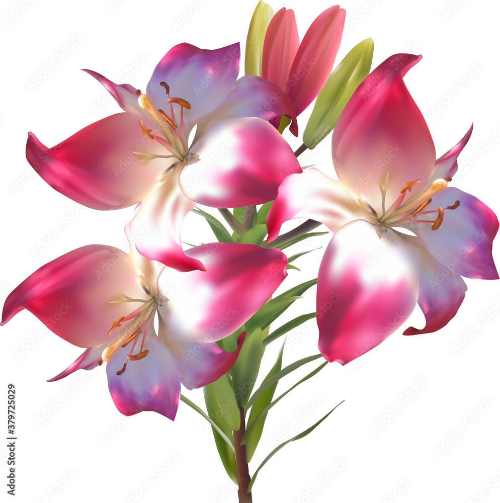Naklejka premium light pink lily three blooms flower on white background