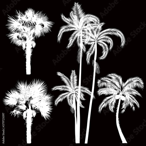 set of palm trees silhouettes isolated on black