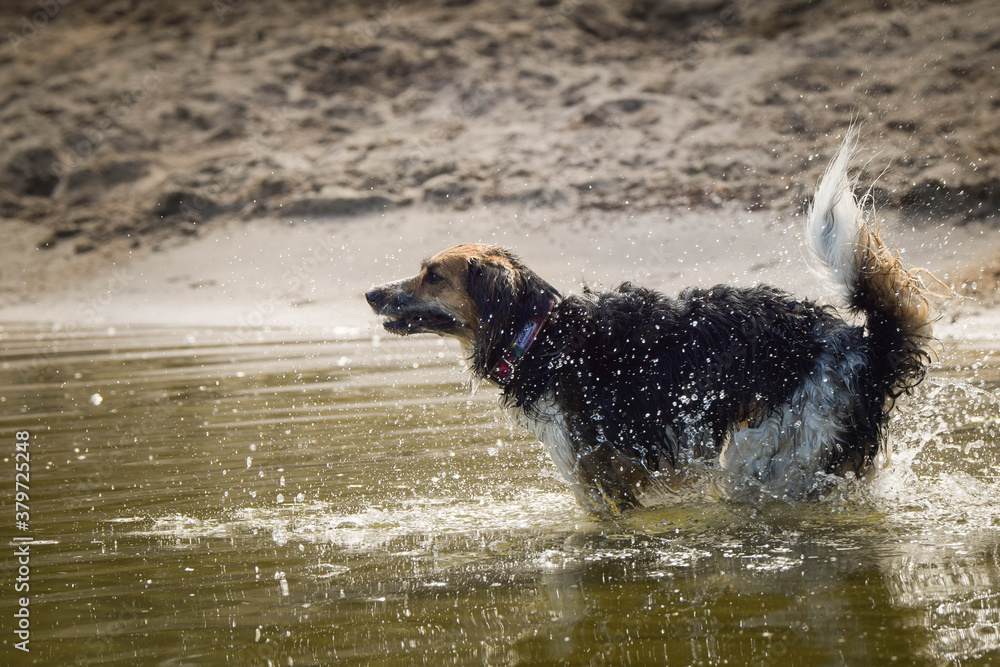 Bohemian Spotted Dog is catching the water. She is really good swimmer. She is waiting for her toy. Bohemian Spotted Dog is catching the water. She is really good swimmer. She is waiting for her toy.
