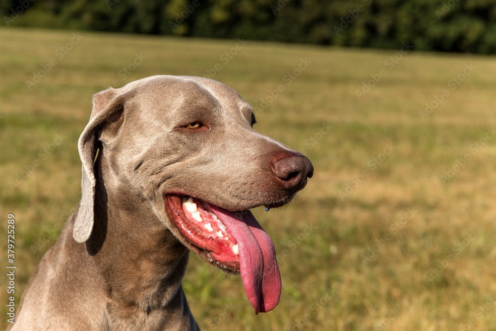 Profile portrait of a dog of breed Weimaraner on the green lawn. Purebred Weimaraner dog outdoors in the nature on grass meadow on a summer day. Profile portrait of a dog of breed Weimaraner on the green lawn. Purebred Weimaraner dog outdoors in the nature on grass meadow on a summer day.