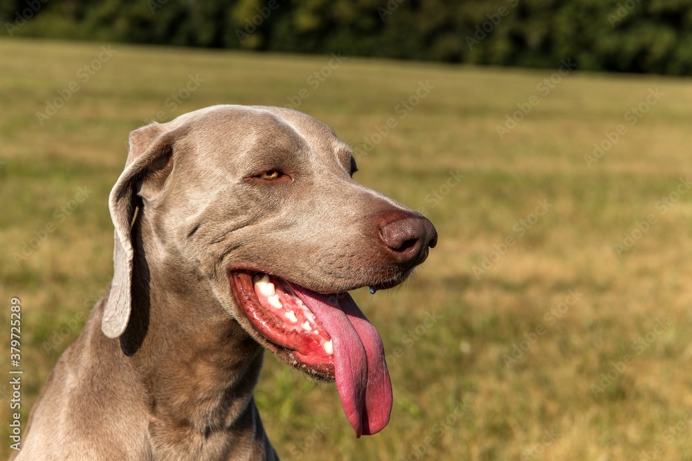 Profile portrait of a dog of breed Weimaraner on the green lawn. Purebred Weimaraner dog outdoors in the nature on grass meadow on a summer day.