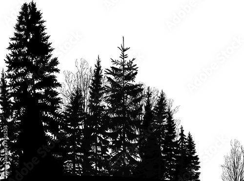 black dense fir forest isolated on white