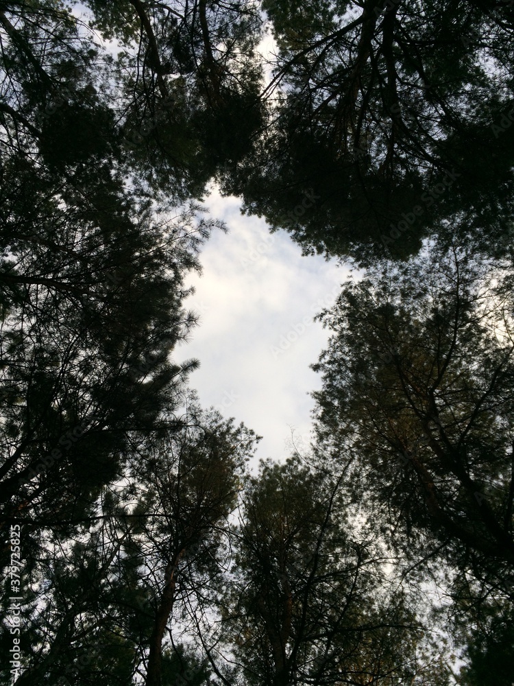 Obraz premium sun through trees