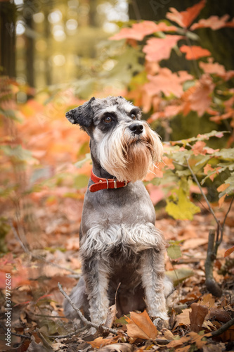 Schnauzer is standing on the way in nature. She is after running so she is so happy
