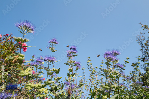 Beautiful blue flowers attracting bees on a summer day with copy space