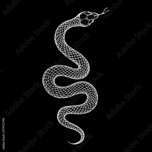 Snake sketch illustration. Vector illustration. Hand drawn illustration for t-shirt print, fabric and other uses