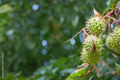 Kastanie öffnet sich zum Herbstanfang