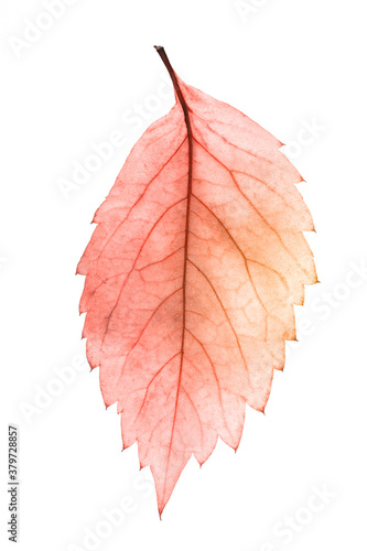 Konstfotografi beautiful colored leaf isolated on white background