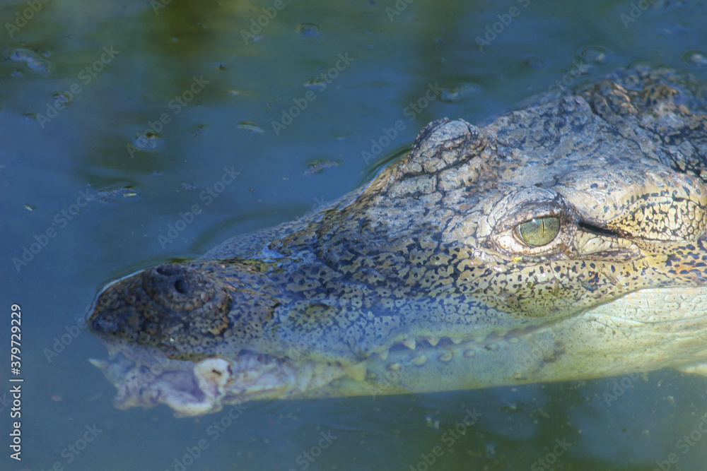 Hungry crocodile with flesh in the mouth Hungry crocodile with flesh in the mouth