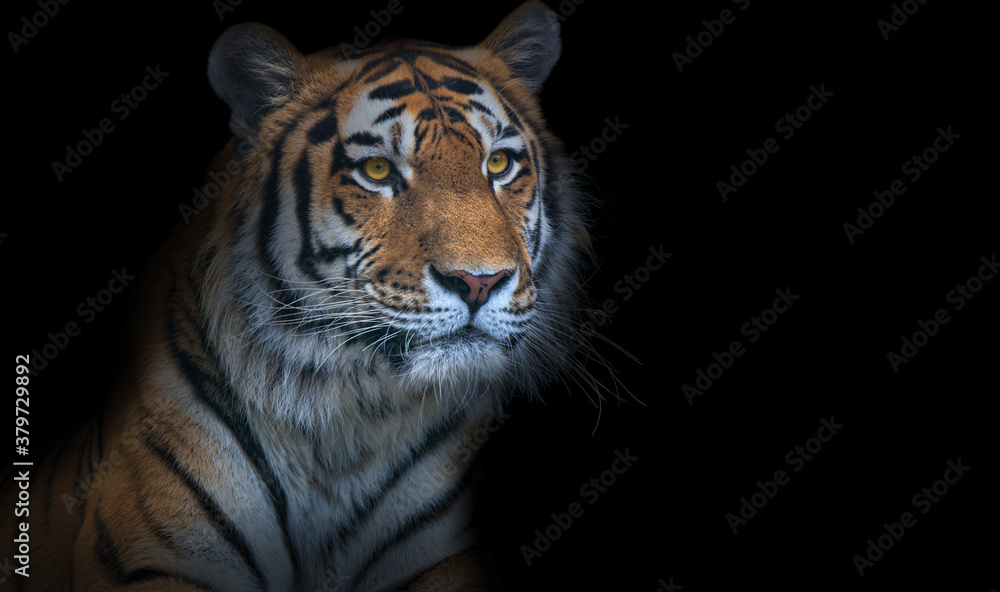 large old tiger isolated on black large old tiger isolated on black