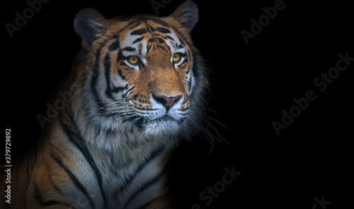 large old tiger isolated on black